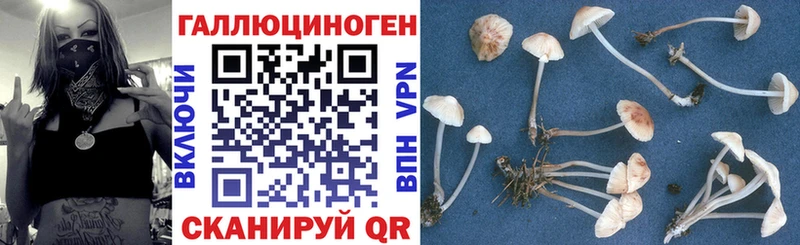 Галлюциногенные грибы прущие грибы  Мурманск 